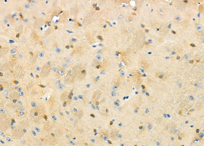 DOM3Z Antibody in Immunohistochemistry (Paraffin) (IHC (P))