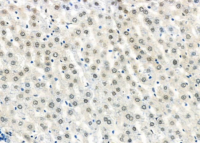 DOM3Z Antibody in Immunohistochemistry (Paraffin) (IHC (P))