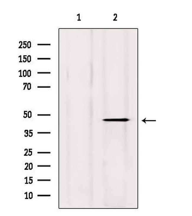 DOM3Z Antibody in Western Blot (WB)