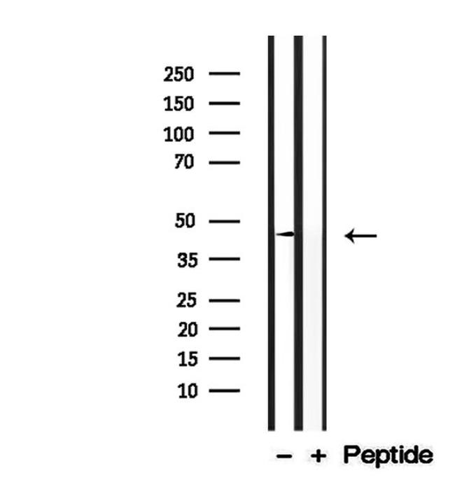 DOM3Z Antibody in Western Blot (WB)