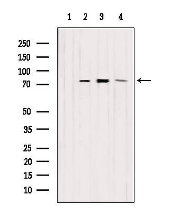 EXOC5 Antibody in Western Blot (WB)