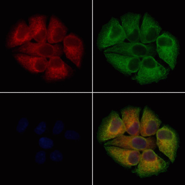 GPD2 Antibody in Immunocytochemistry (ICC/IF)