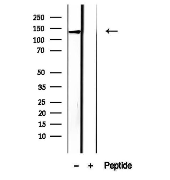 LRP130 Antibody in Western Blot (WB)