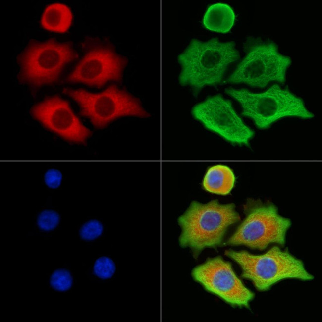 MTHFD1L Antibody in Immunocytochemistry (ICC/IF)