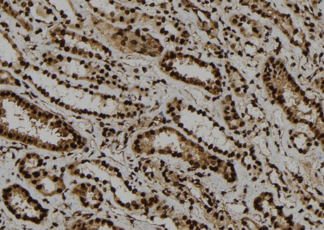 OBFC2A Antibody in Immunohistochemistry (Paraffin) (IHC (P))