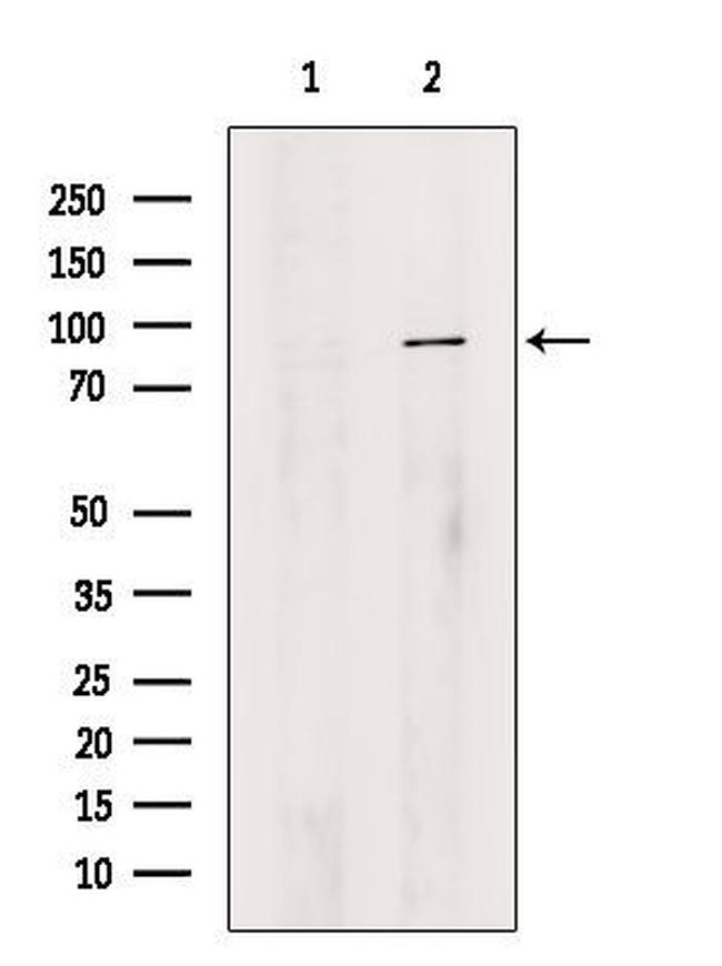 OPHN1 Antibody in Western Blot (WB)