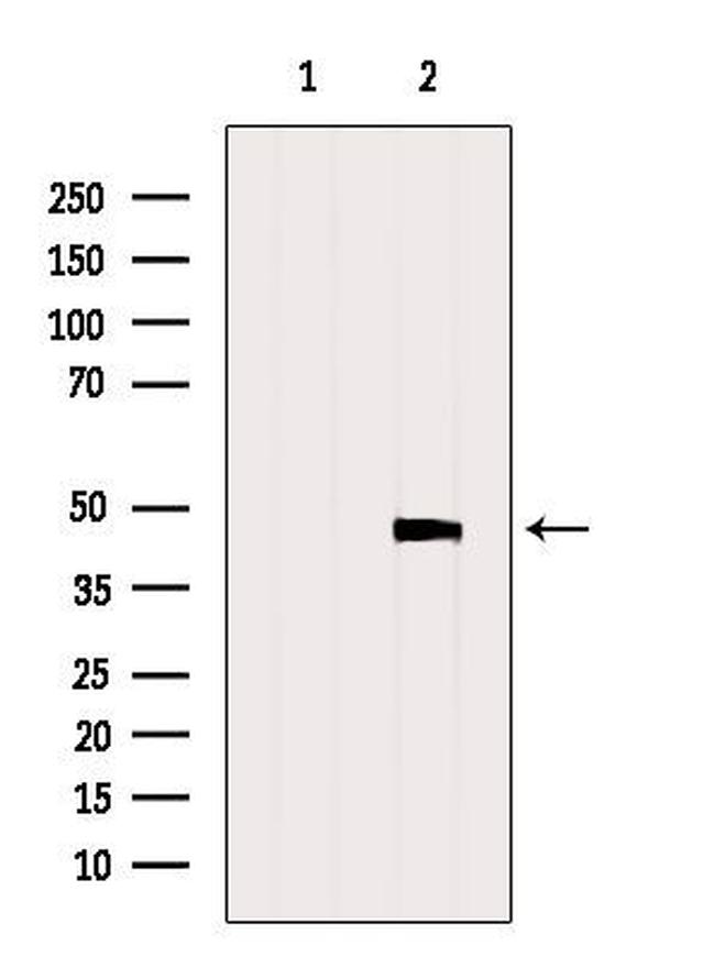 PAFAH2 Antibody in Western Blot (WB)