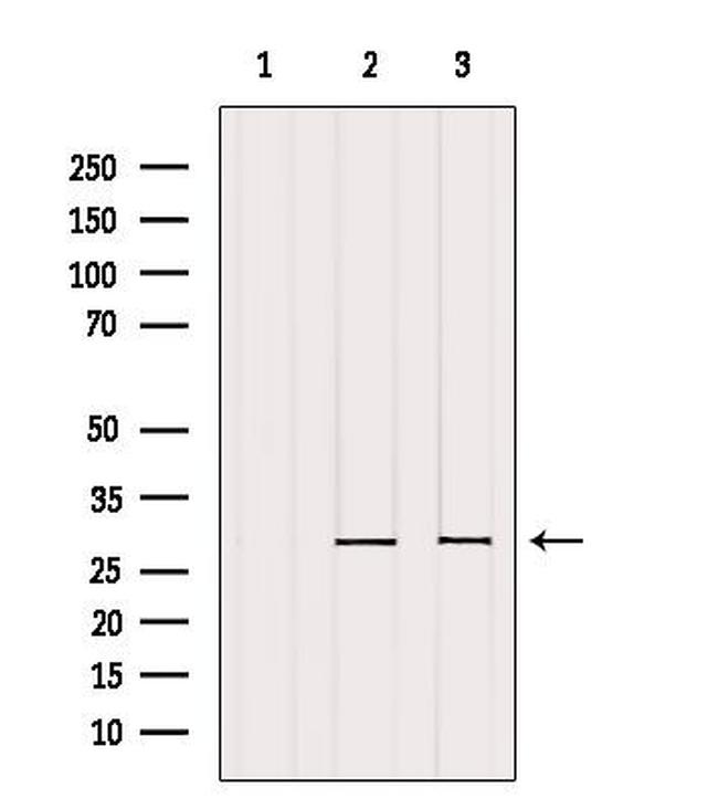 REEP2 Antibody in Western Blot (WB)