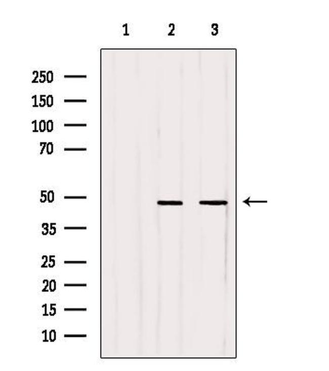 WDR18 Antibody in Western Blot (WB)