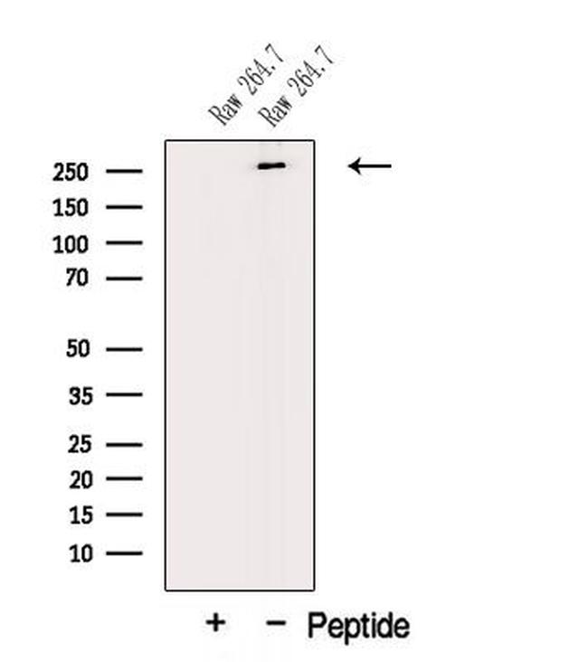 MUC3 Antibody in Western Blot (WB)