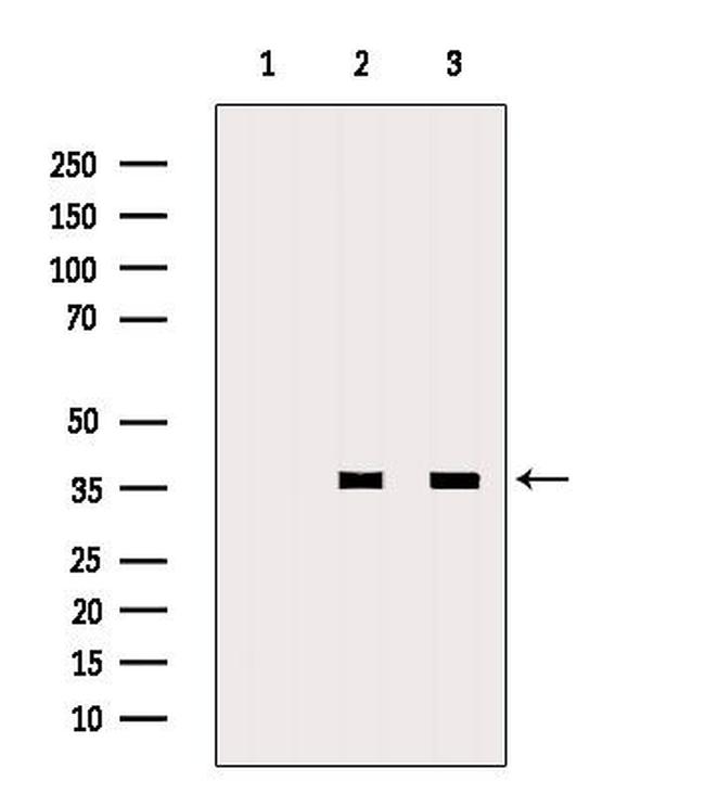 MSI2 Antibody in Western Blot (WB)