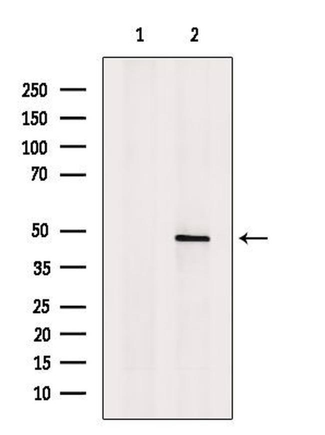 ACTR10 Antibody in Western Blot (WB)