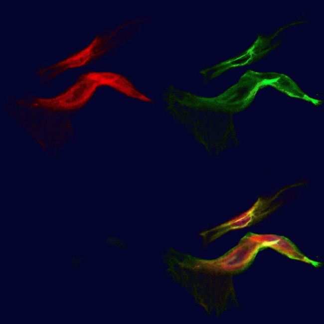 NG2 Antibody in Immunocytochemistry (ICC/IF)