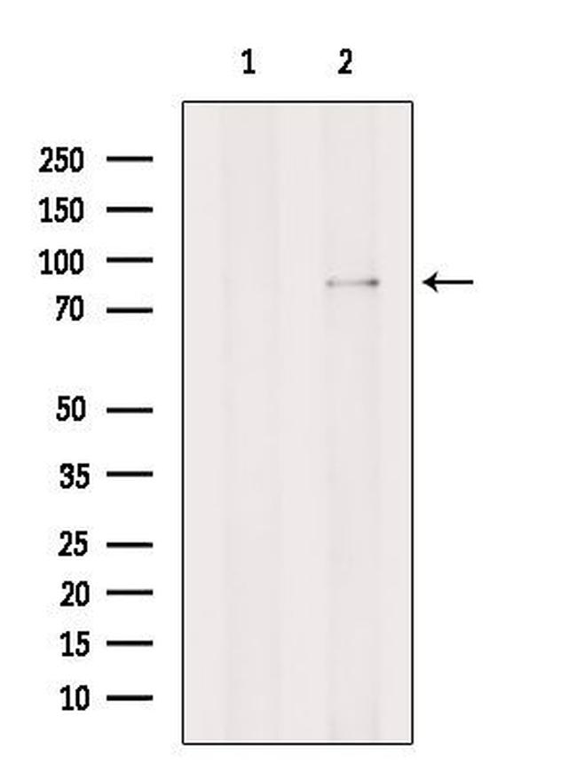 GGCX Antibody in Western Blot (WB)