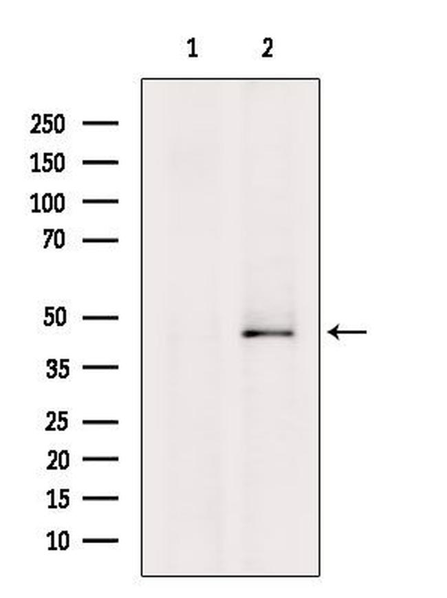 GNAQ Antibody in Western Blot (WB)