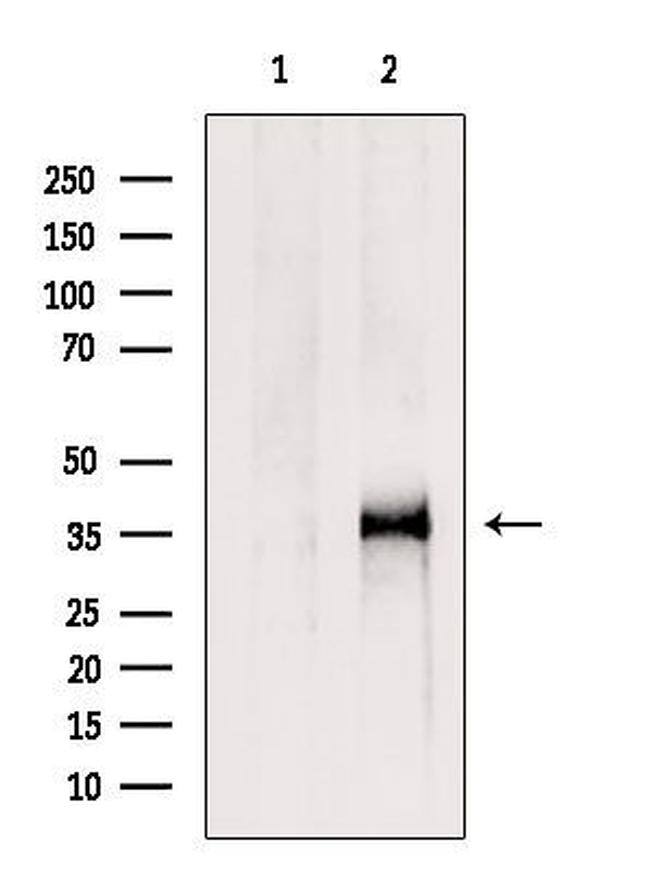 ICMT Antibody in Western Blot (WB)