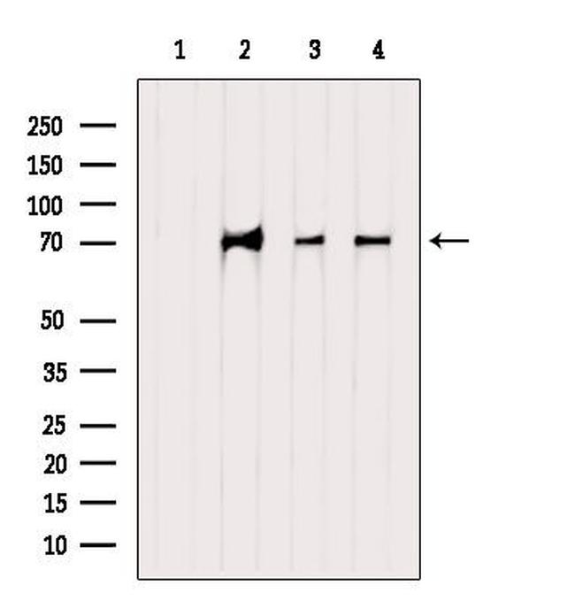 INTS10 Antibody in Western Blot (WB)