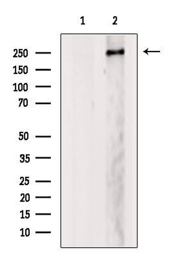 MED12 Antibody in Western Blot (WB)