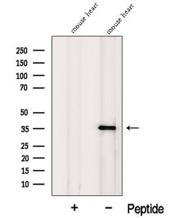 MFAP4 Antibody in Western Blot (WB)