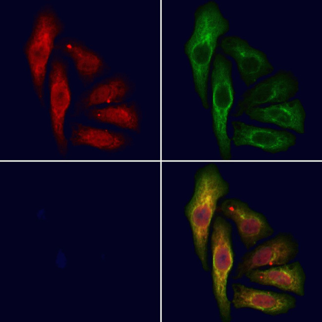 NELL1 Antibody in Immunocytochemistry (ICC/IF)