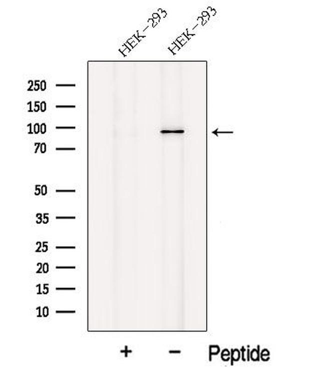 NELL1 Antibody in Western Blot (WB)