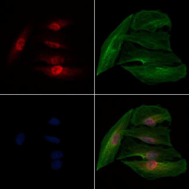 NHP2 Antibody in Immunocytochemistry (ICC/IF)