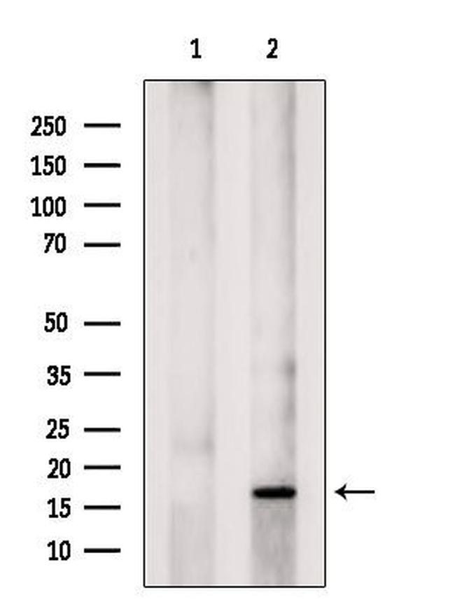 NHP2 Antibody in Western Blot (WB)