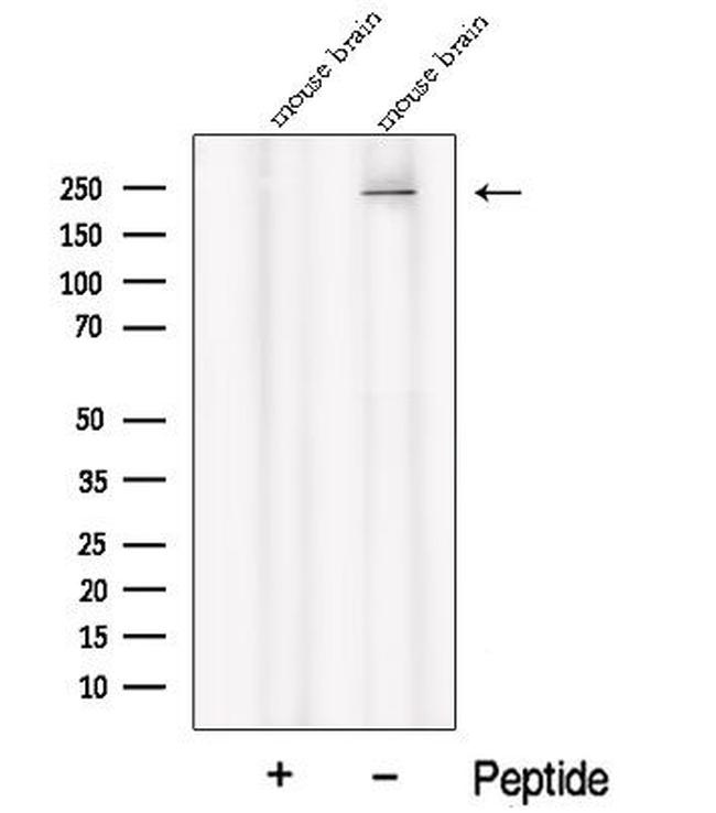 PI4KA Antibody in Western Blot (WB)