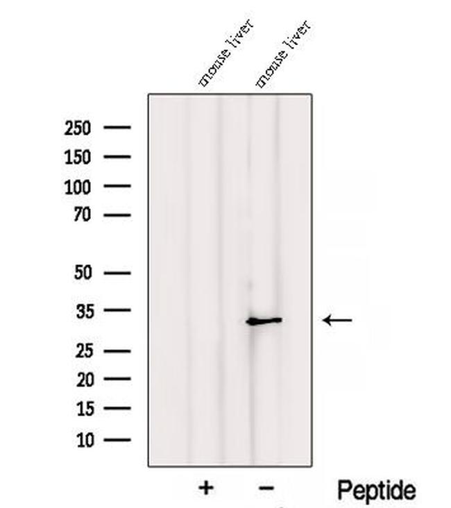 RGN Antibody in Western Blot (WB)