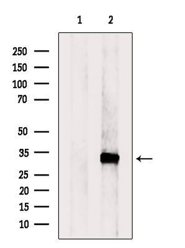 RGN Antibody in Western Blot (WB)