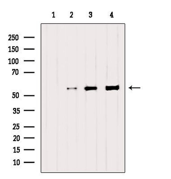 SAMM50 Antibody in Western Blot (WB)