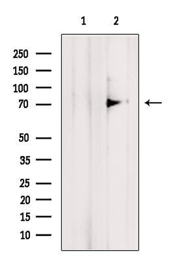 TNIP1 Antibody in Western Blot (WB)