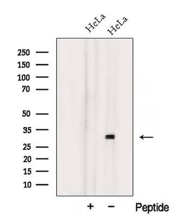 NXNL1 Antibody in Western Blot (WB)