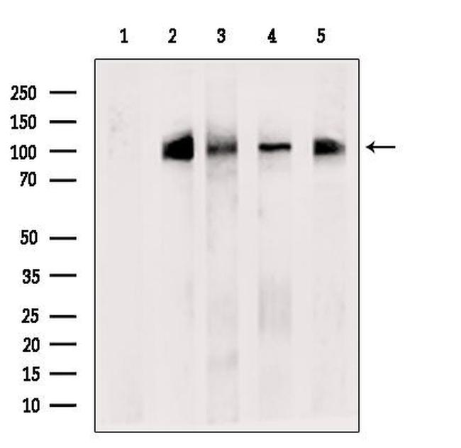 XAB2 Antibody in Western Blot (WB)