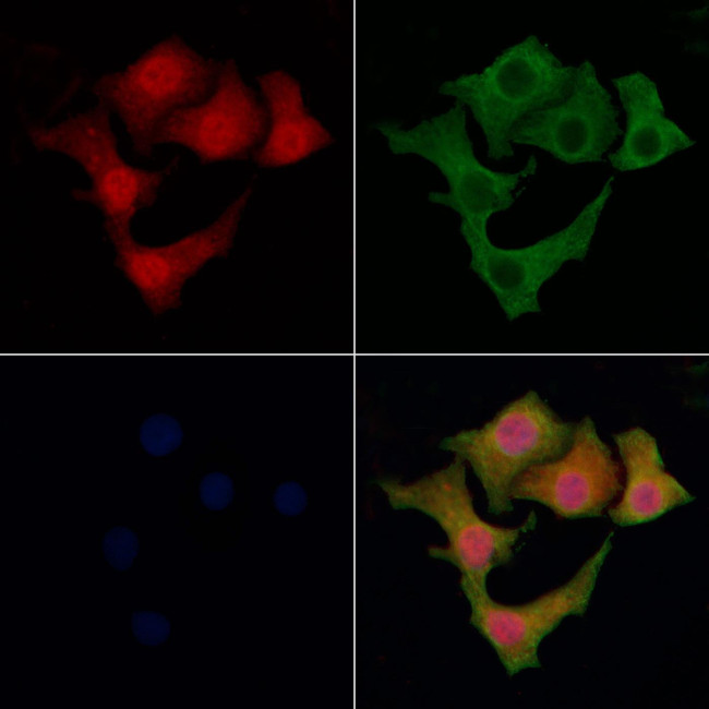 AFMID Antibody in Immunocytochemistry (ICC/IF)