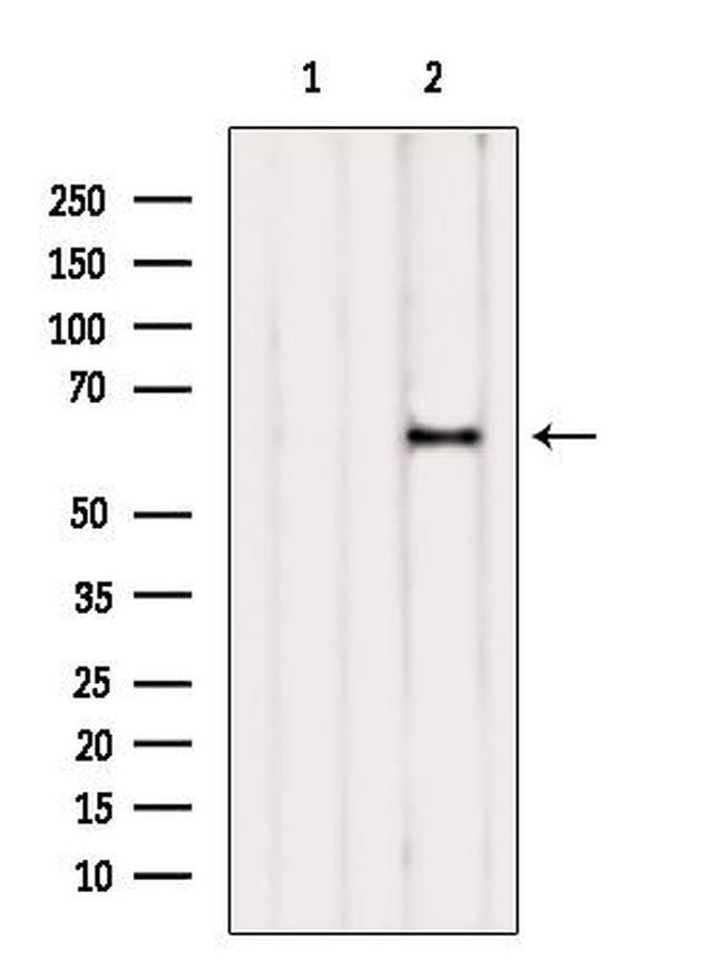 NAE1 Antibody in Western Blot (WB)