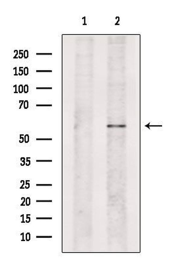 NAE1 Antibody in Western Blot (WB)