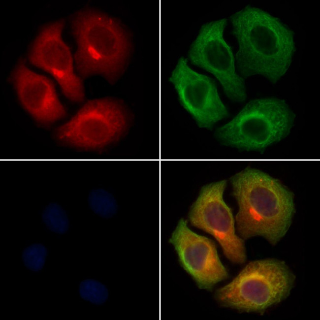 ARP2 Antibody in Immunocytochemistry (ICC/IF)