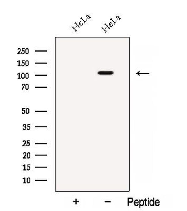 BRD2 Antibody in Western Blot (WB)