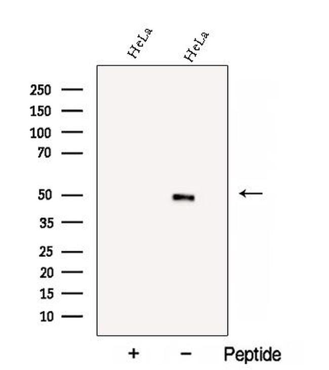 BZW2 Antibody in Western Blot (WB)