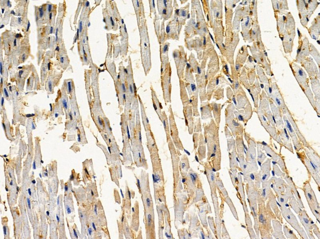 C14orf39 Antibody in Immunohistochemistry (Paraffin) (IHC (P))