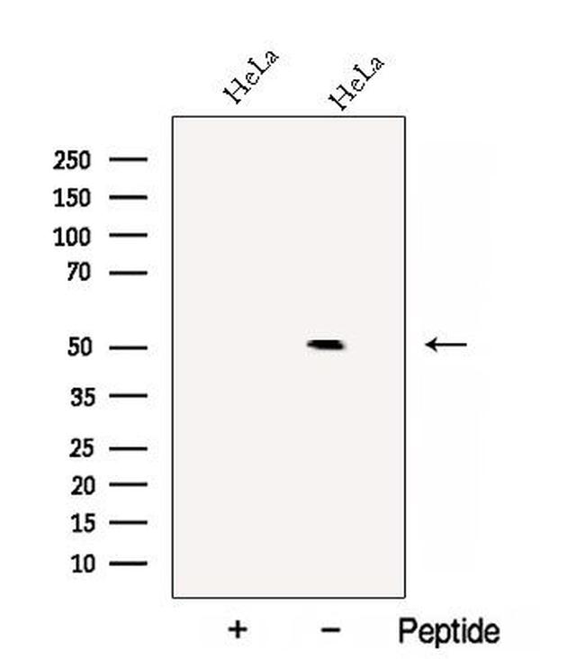 C14orf39 Antibody in Western Blot (WB)