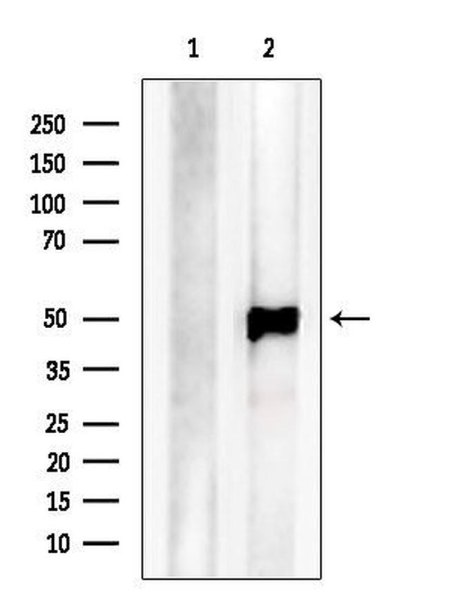 C14orf39 Antibody in Western Blot (WB)