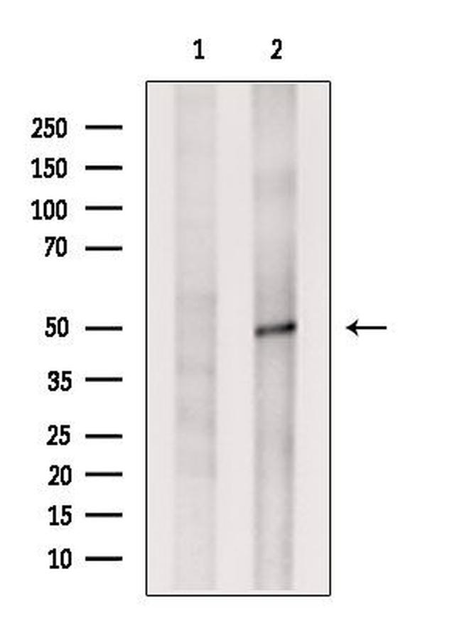 C14orf39 Antibody in Western Blot (WB)