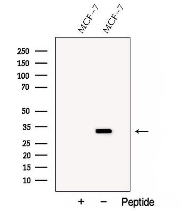 SARNP Antibody in Western Blot (WB)