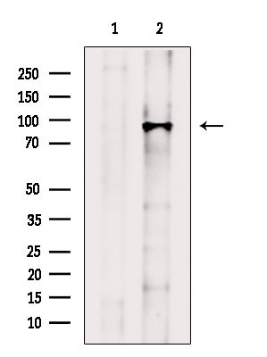 COG3 Antibody in Western Blot (WB)