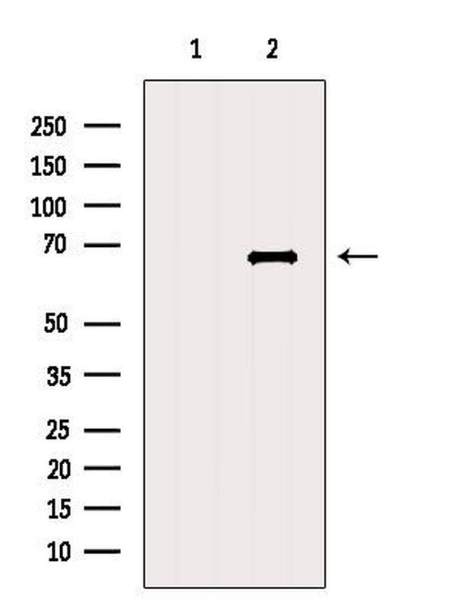 CRY2 Antibody in Western Blot (WB)