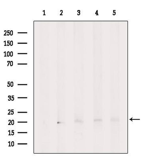 eIF1AX Antibody in Western Blot (WB)