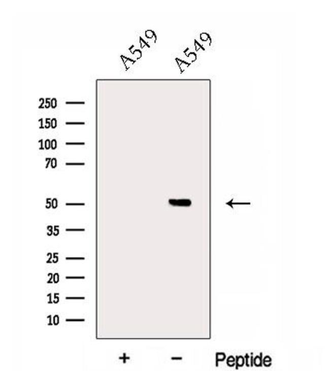 EPCR Antibody in Western Blot (WB)