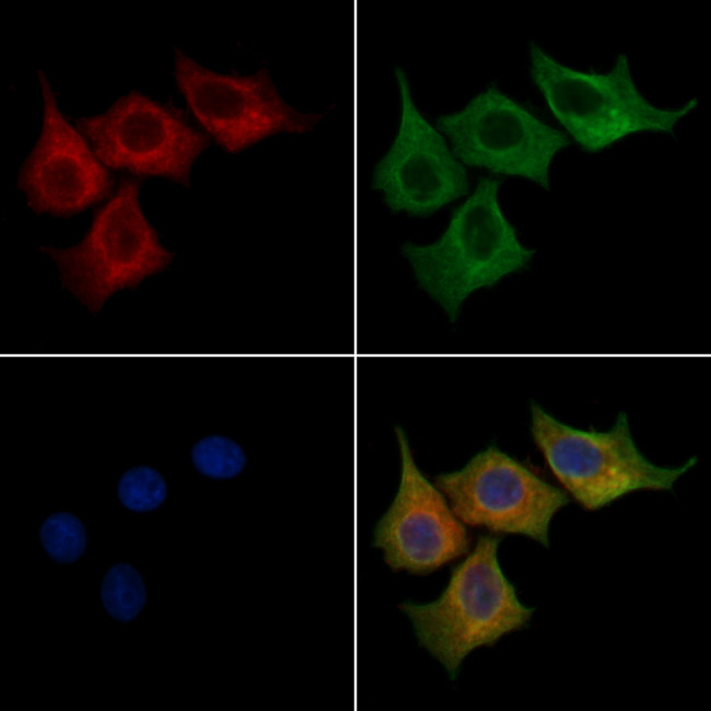 FMN2 Antibody in Immunocytochemistry (ICC/IF)